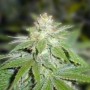 10 semillas de Devil Fruit de Medical Seeds