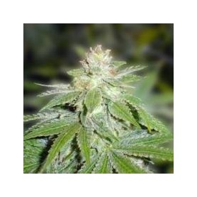 3 Semillas Devil Fruit Feminizadas de Medical Seeds