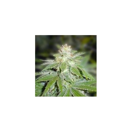 3 Semillas Devil Fruit Feminizadas de Medical Seeds