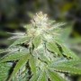 3 Semillas Devil Fruit Feminizadas de Medical Seeds