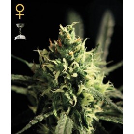 5 Semillas Lemon Skunk Feimnizadas de Green House