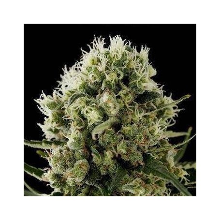 5 Semillas Critical Jack de Dinafem