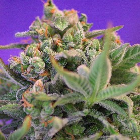 5 Semillas de Sweet Cheese de Sweet Seeds