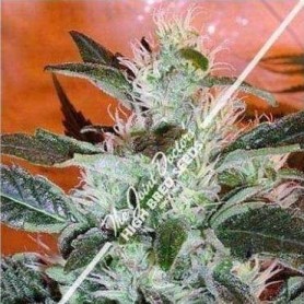 Highbred Lowrider 2 Fem Auto - 3u