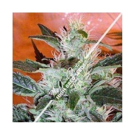 Highbred Lowrider 2 Fem Auto - 3u