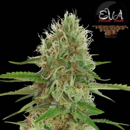 3 Semillas Jamaican Dream Feminizadas de Eva Seeds