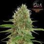 3 Semillas Jamaican Dream Feminizadas de Eva Seeds