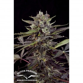 Auto Mazar 7u Feminizadas - Dutch passion