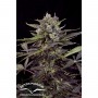 Auto Mazar 7u Feminizadas - Dutch passion