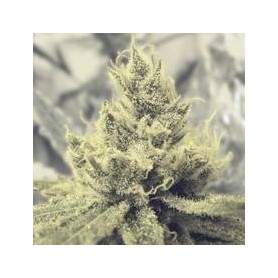 5 Semillas Y Griega Feminizadas Medical Seeds