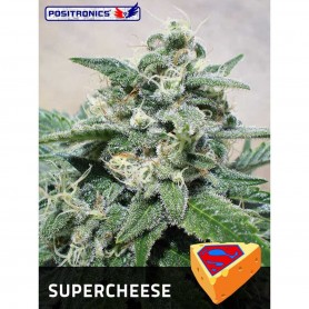 Super cheese 1u - Positronics