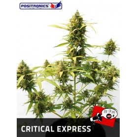 Critical Express de Positronics