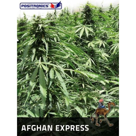 Afghan Express de Positronics