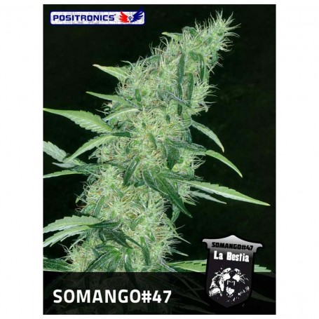 Somango 47 3u - Positronics