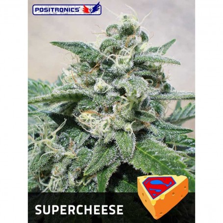 Super Cheese 5u - Positronics