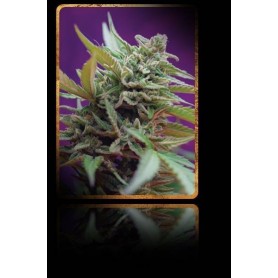 5+2 Semillas Black Jack Autofloración de Sweet Seeds