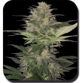 5 Semillas Red Dwarf de Autofloracion de  Budha Seeds