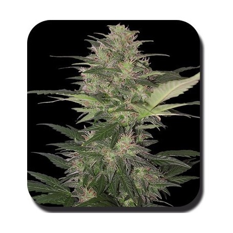 5 Semillas Red Dwarf de Autofloracion de  Budha Seeds