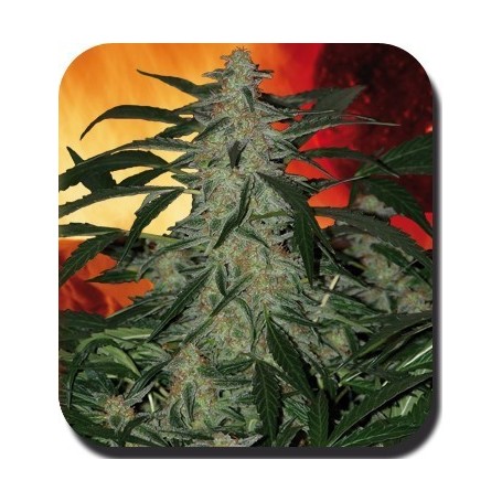 5 Semillas Deimos Autofloreciente de Buddha Seeds