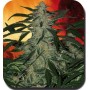 5 Semillas Deimos Autofloreciente de Buddha Seeds