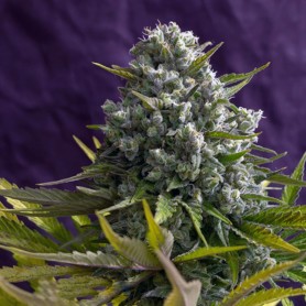 3 Semillas Cream 47 Feminizada Sweet Seeds