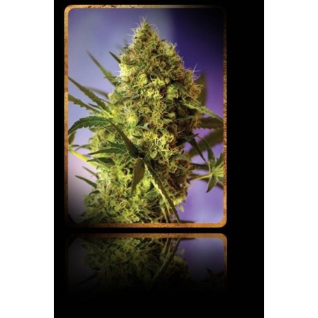 3 Semillas Big Devil 2 Autofloración de Sweet Seeds