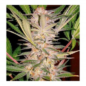 3+1 Semillas Sweet Afgani Delicious (S.A.D.) Autofloración de Sweet Seeds