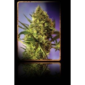 5+2 Semillas Big Devil 2 Autofloración de Sweet Seeds