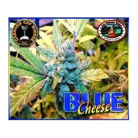 5 Semilla Blue Cheese Feminizadas de Big Buddha Seeds