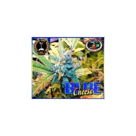 5 Semilla Blue Cheese Feminizadas de Big Buddha Seeds