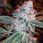 6 Semillas Lemon Skunk Feminizadas de Dna Genetics