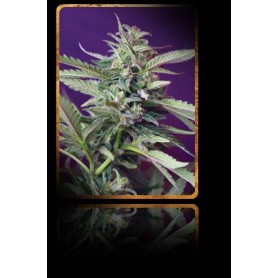 5+2 Semillas Sweet Afgani Delicious (S.A.D.)  Autofloración de Sweet Seeds