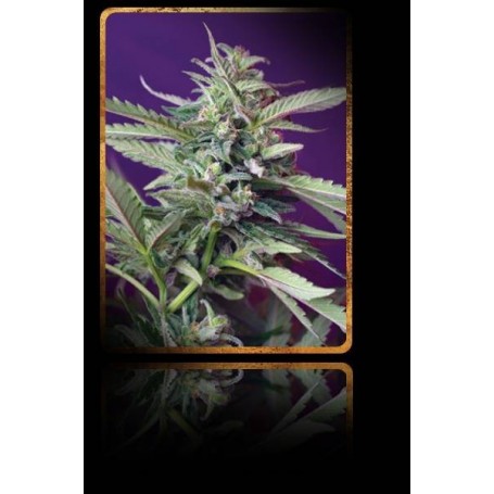 5+2 Semillas Sweet Afgani Delicious (S.A.D.)  Autofloración de Sweet Seeds