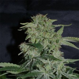 5 semillas de Super Hash de Pyramid Seeds