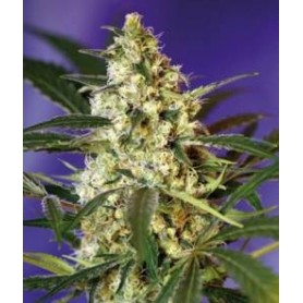 5+2 Semillas Fast Bud 2 Autofloración de Sweet Seeds