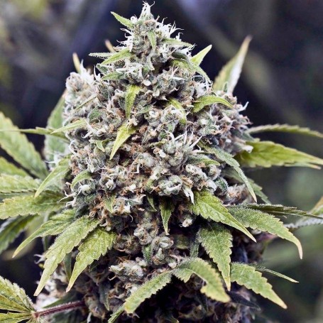 10 Semillas Pure AK Feminizadas de Female Seeds