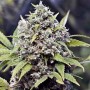 10 Semillas Pure AK Feminizadas de Female Seeds