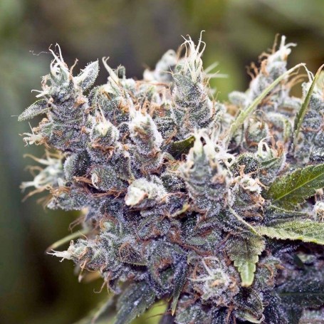 10 Semillas Bubble Gummer Feminizadas Female Seeds