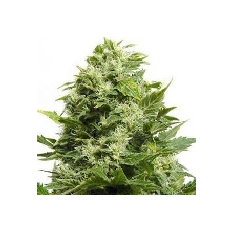 5 Semillas Blue Cheese Feminizadas de  Barney's Farm