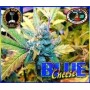 5 Semilla Blue Cheese Feminizadas de Big Buddha Seeds