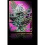 3 Semillas + Speed Autofloreciente de Sweet Seeds