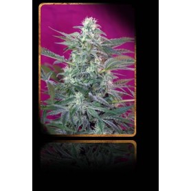 3 Semillas Big Foot Feminizadas Sweet Seeds