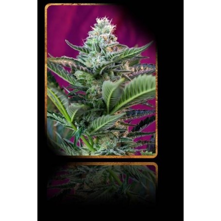 3+1 Semillas Mohan Ram Autoflorecientes de Sweet Seeds