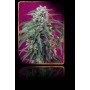 3+1 Semillas Green Poison Autofloración de Sweet Seeds