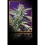 5+2 Semillas Sweet Afgani Delicious (S.A.D.)  Autofloración de Sweet Seeds