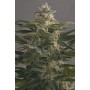 3 Semillas OG Kush Feminizada Dinafem