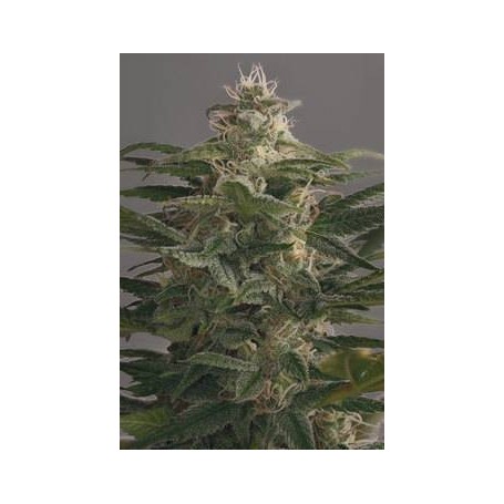 10 Semillas OG Kush Feminizada Dinafem