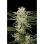 1 Semilla Original Amnesia Feminizada Dinafem
