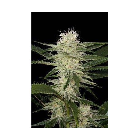 3 Semillas Original Amnesia Feminizada Dinafem