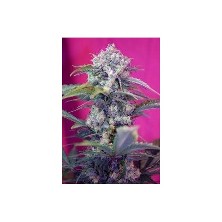 3+1 Semillas Cream Mandarine de Autofloración de Sweet Seeds